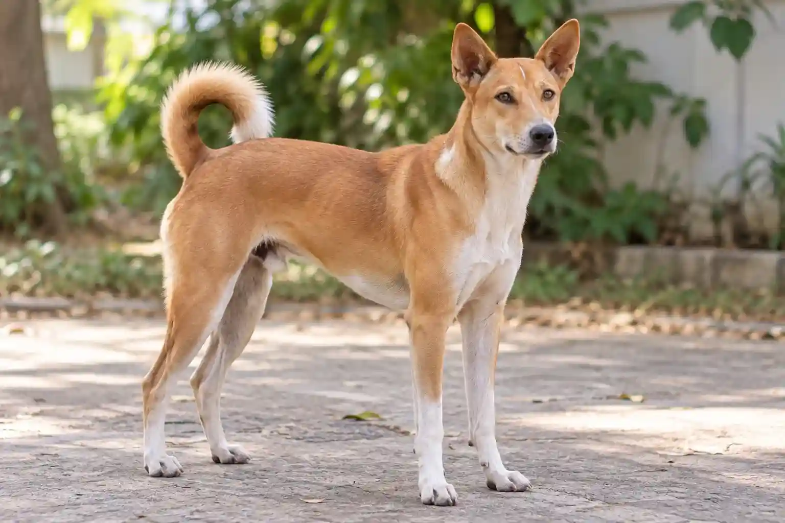 Indian Pariah Dog standing outdoors on a paved path in a green garden