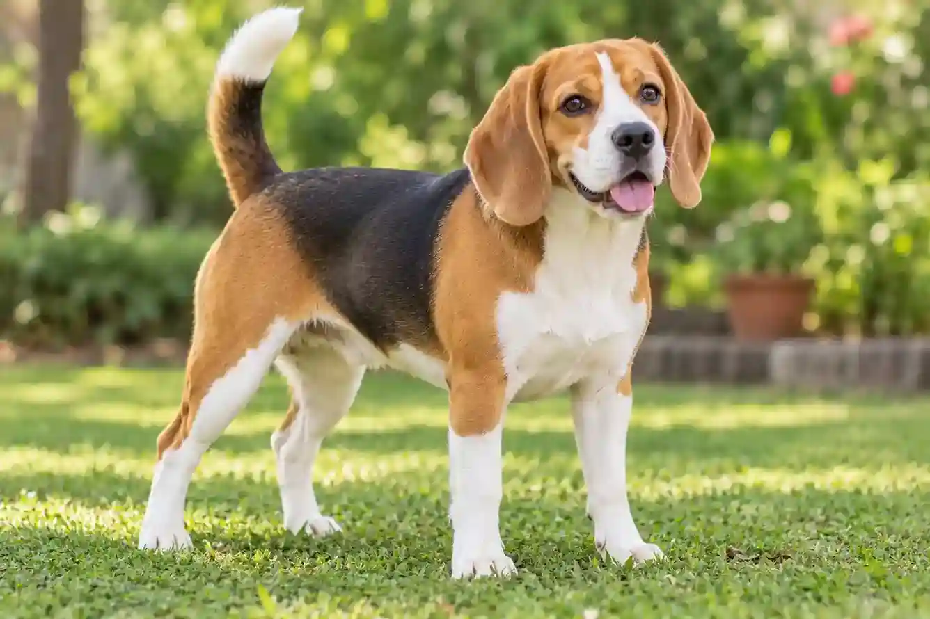 Tricolor Beagle standing on green grass in a sunny garden